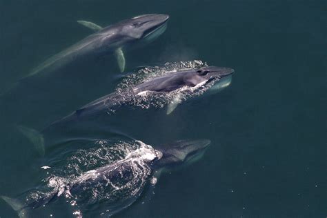 fin whale in an ecosystem